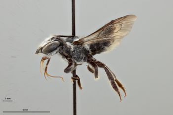 Media type: image;   Entomology 786112 Aspect: habitus lateral view